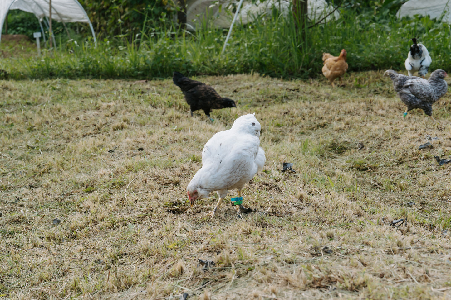 Eggs - Free Range - Chicken - Heritage