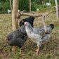 Eggs - Free Range - Chicken - Heritage