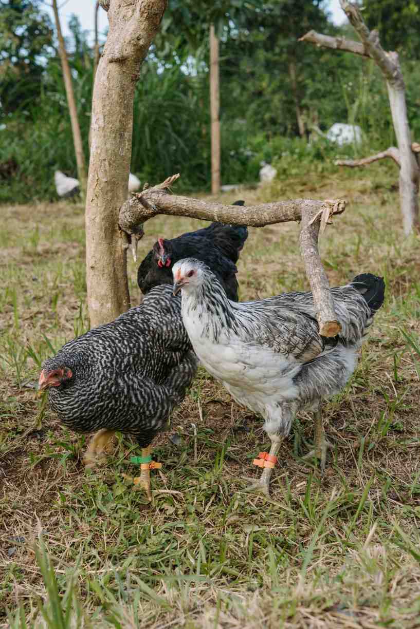 Eggs - Free Range - Chicken - Heritage