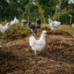 Eggs - Free Range - Chicken - Heritage
