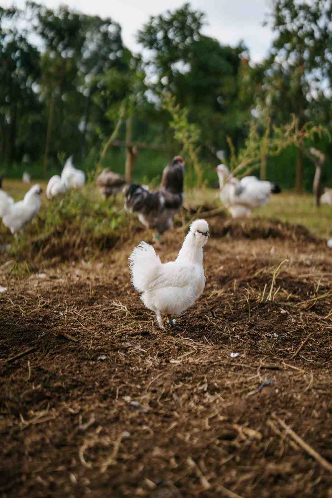 Eggs - Free Range - Chicken - Heritage