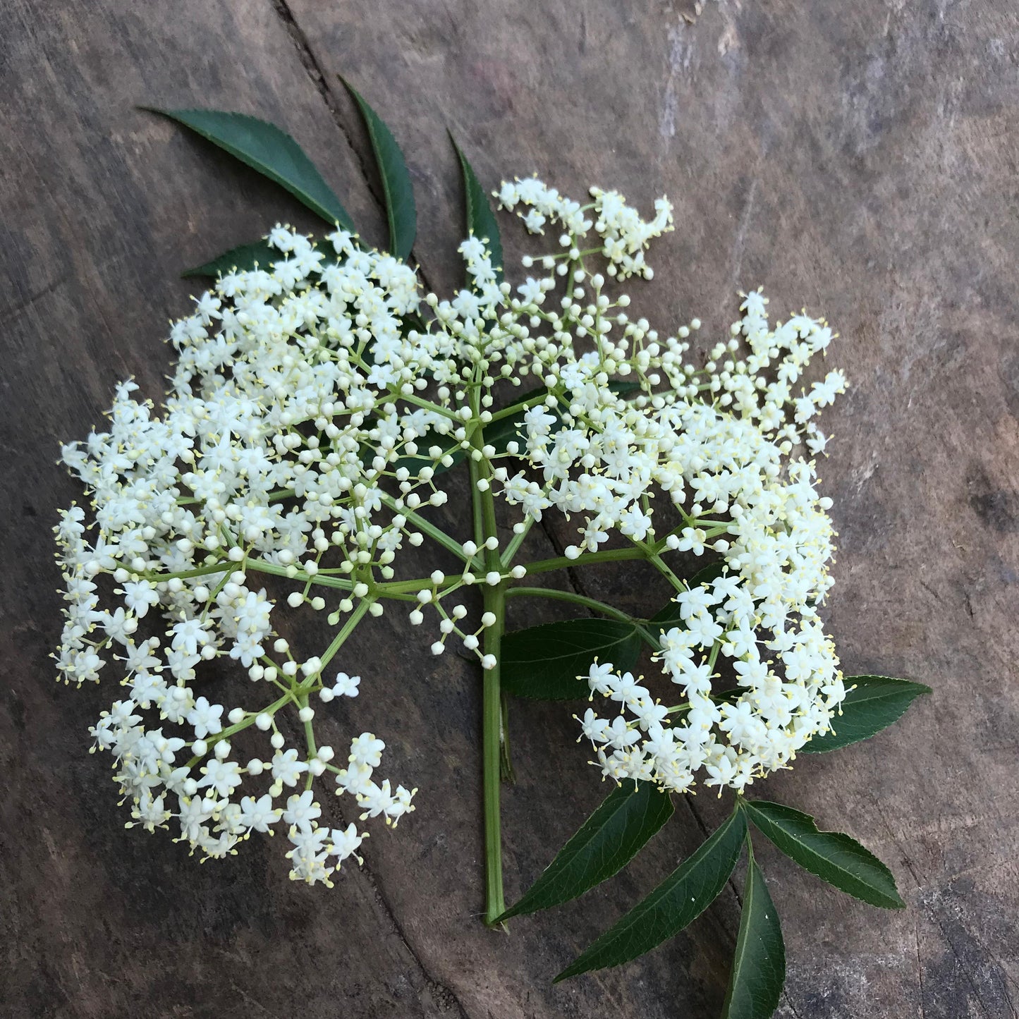 Elderflower, edible flower