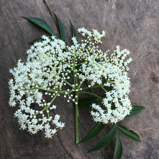 Elderflower, edible flower
