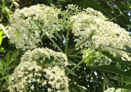 Elderflower, edible flower