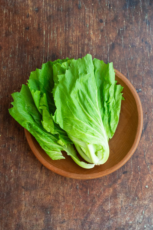 Chicory - Radicchio - Castel Franco - White