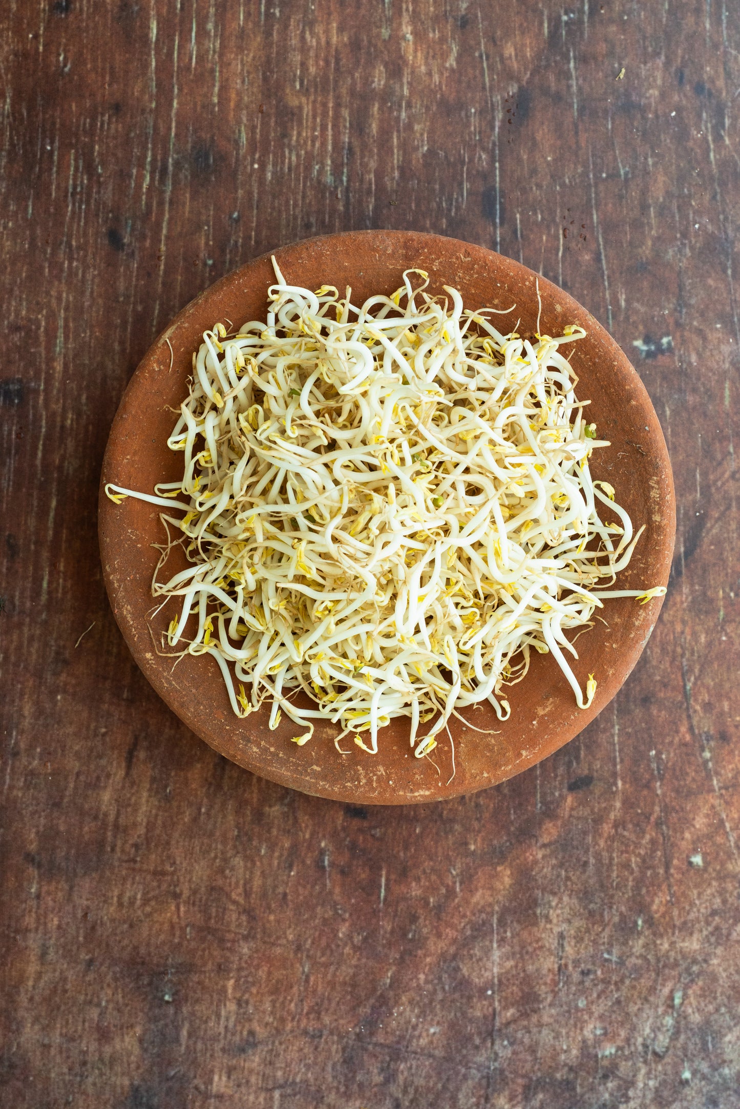Sprouts - Mung Bean