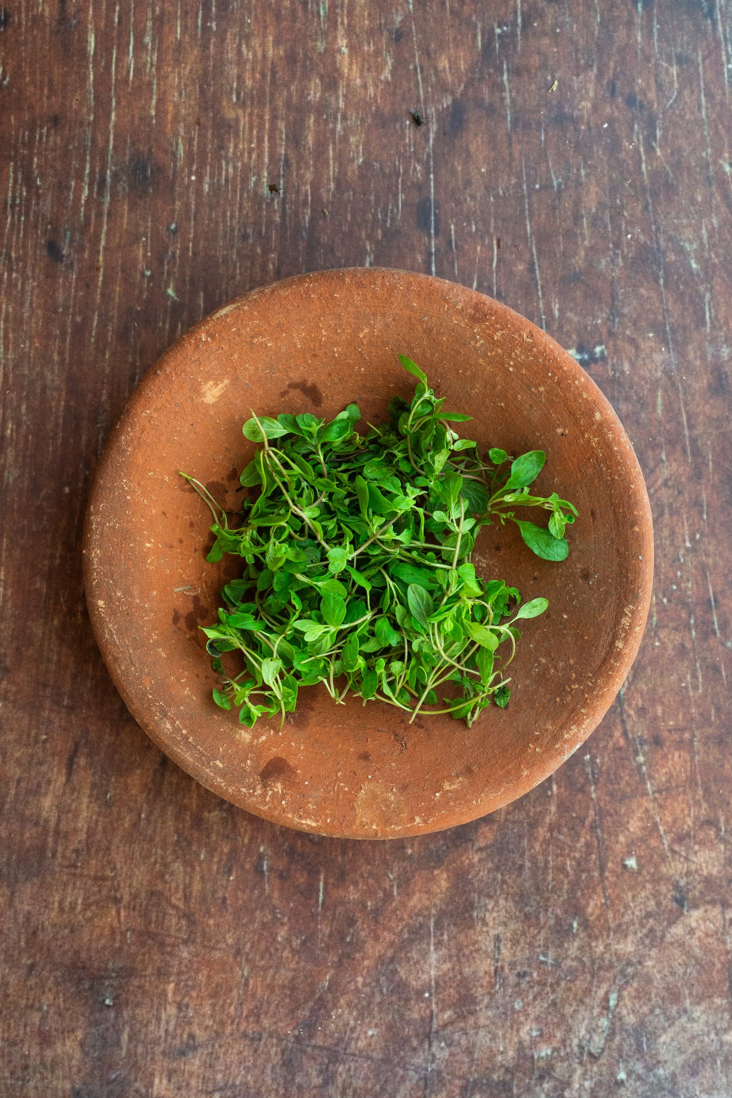 Marjoram