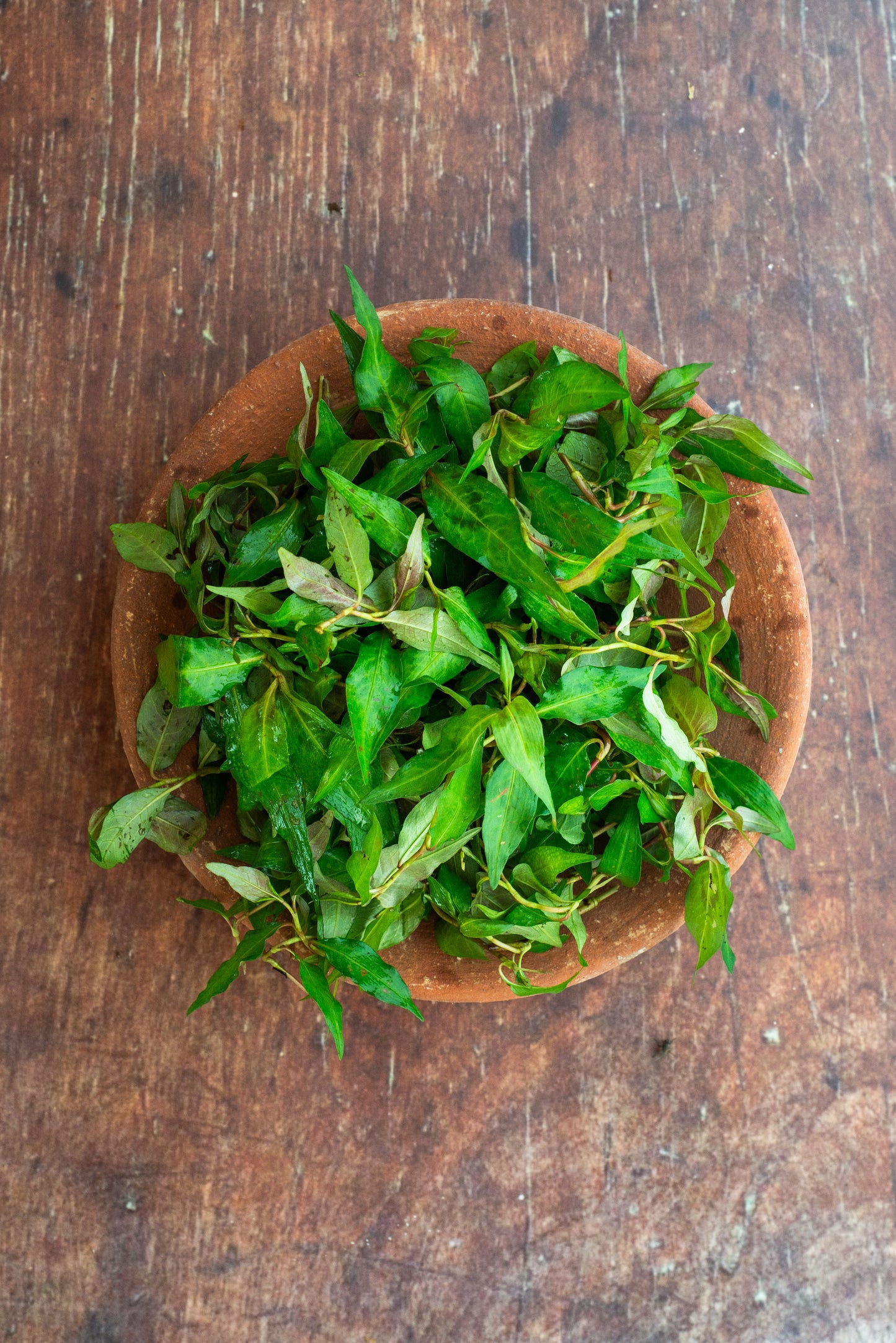 Coriander - Vietnamese - Laksa Leaf