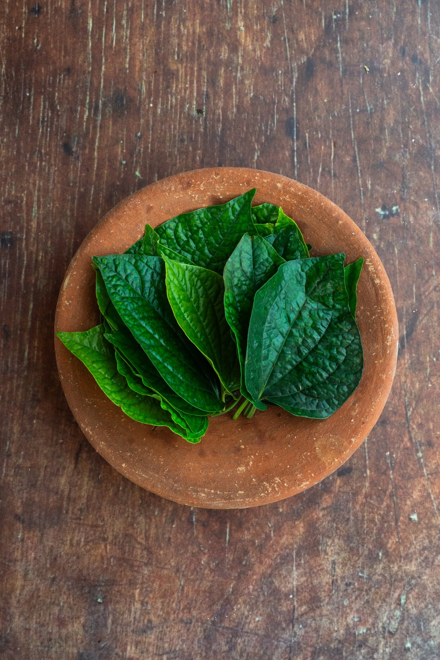 Wild Betel Leaf