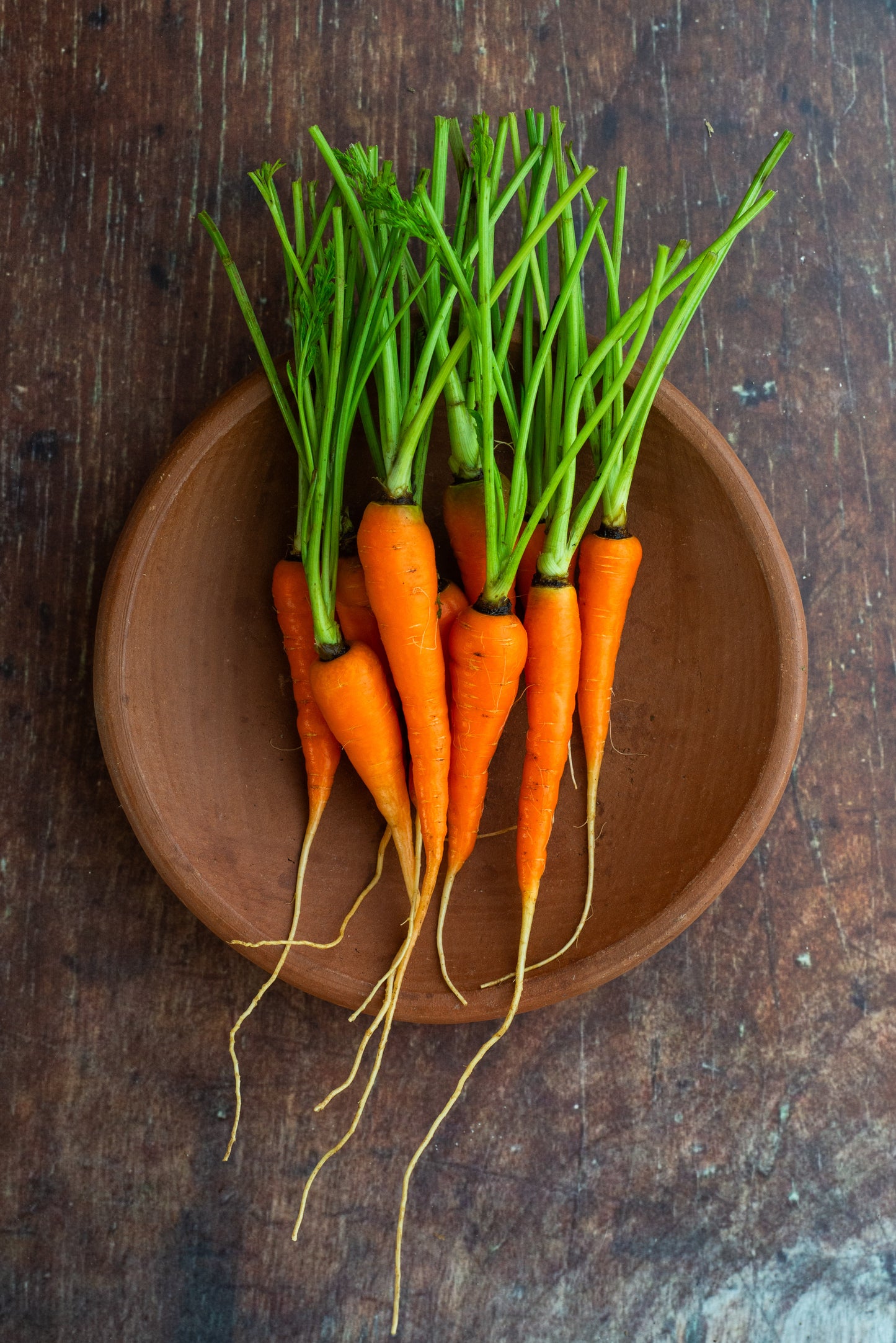 Carrot - Nantes - Baby