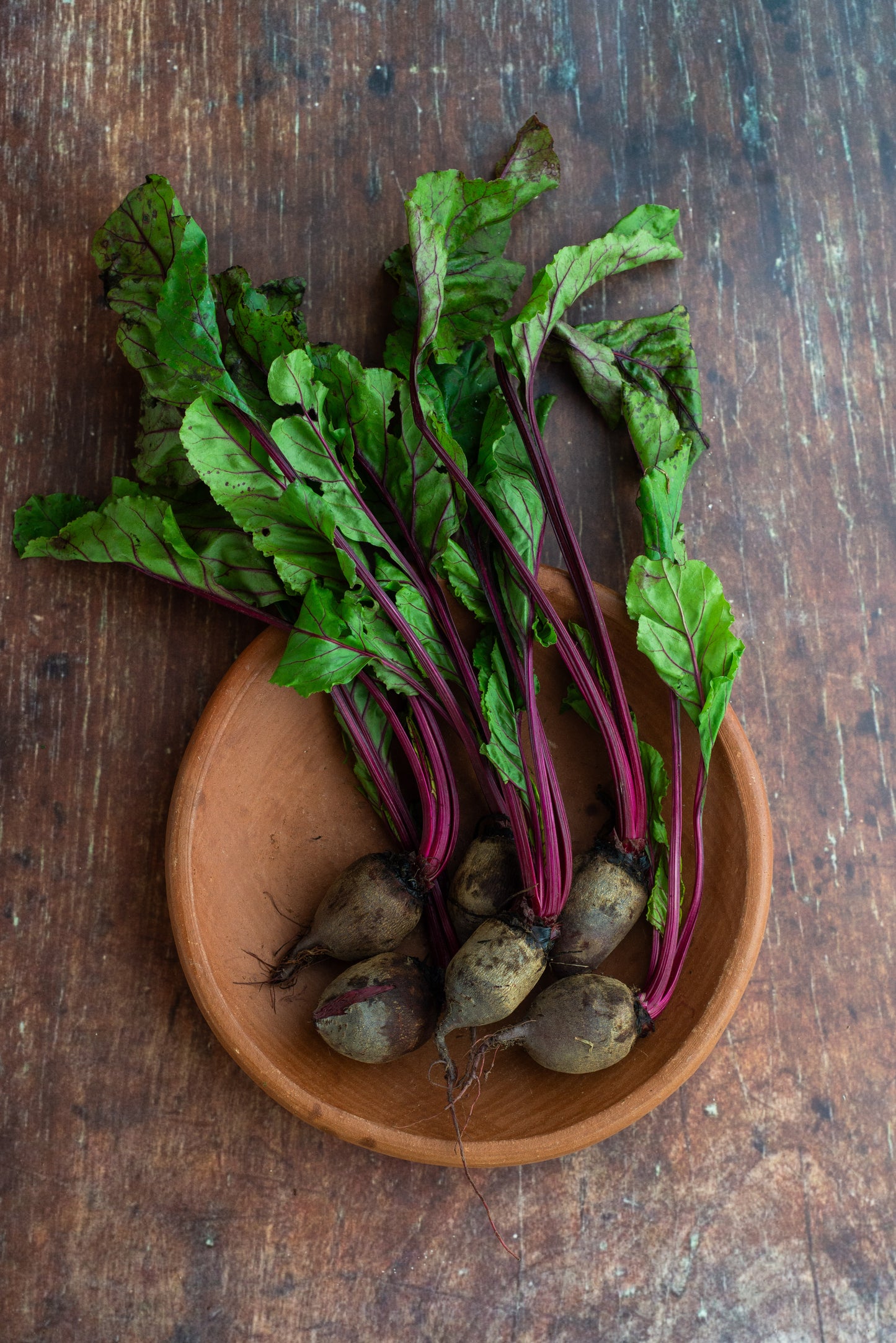 Beetroot - Deep Red - Baby