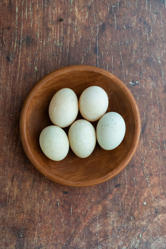 Eggs - Bali Runner Duck - Itik Bali