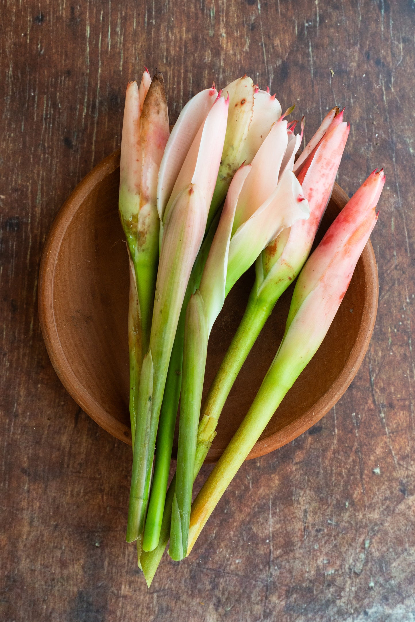 Torch Ginger - Flower Bud