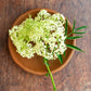 Edible Flower - Javanese Elderflower