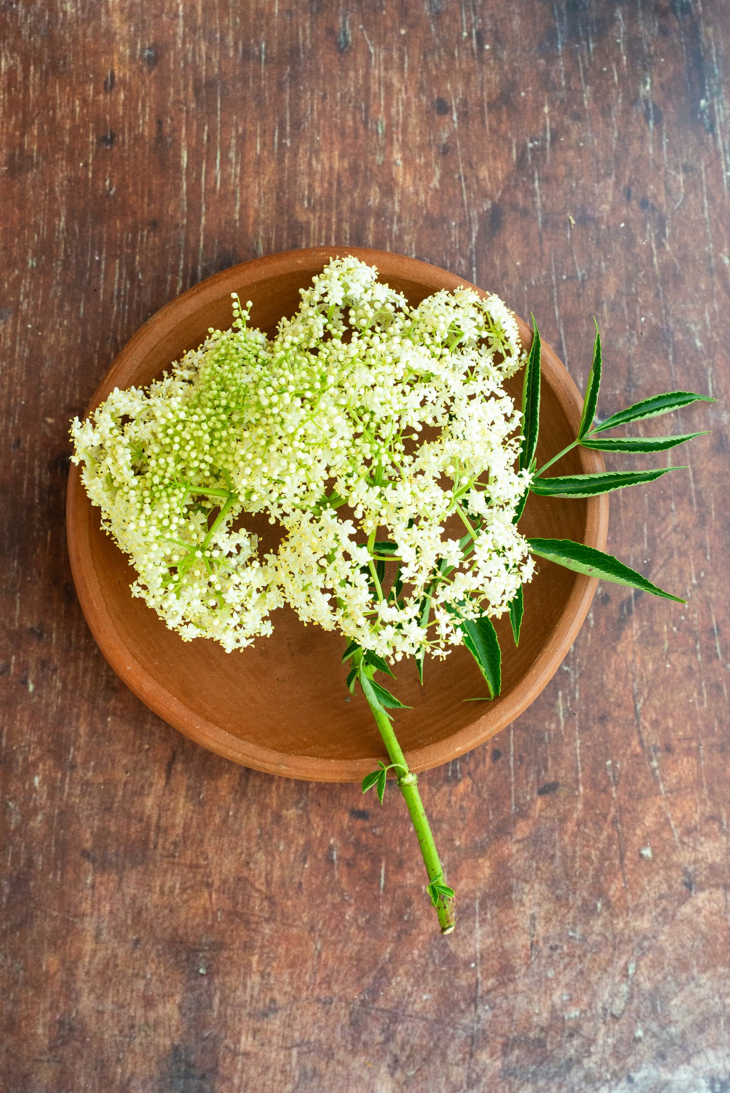Edible Flower - Javanese Elderflower