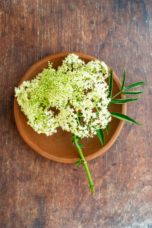 Edible Flower - Javanese Elderflower