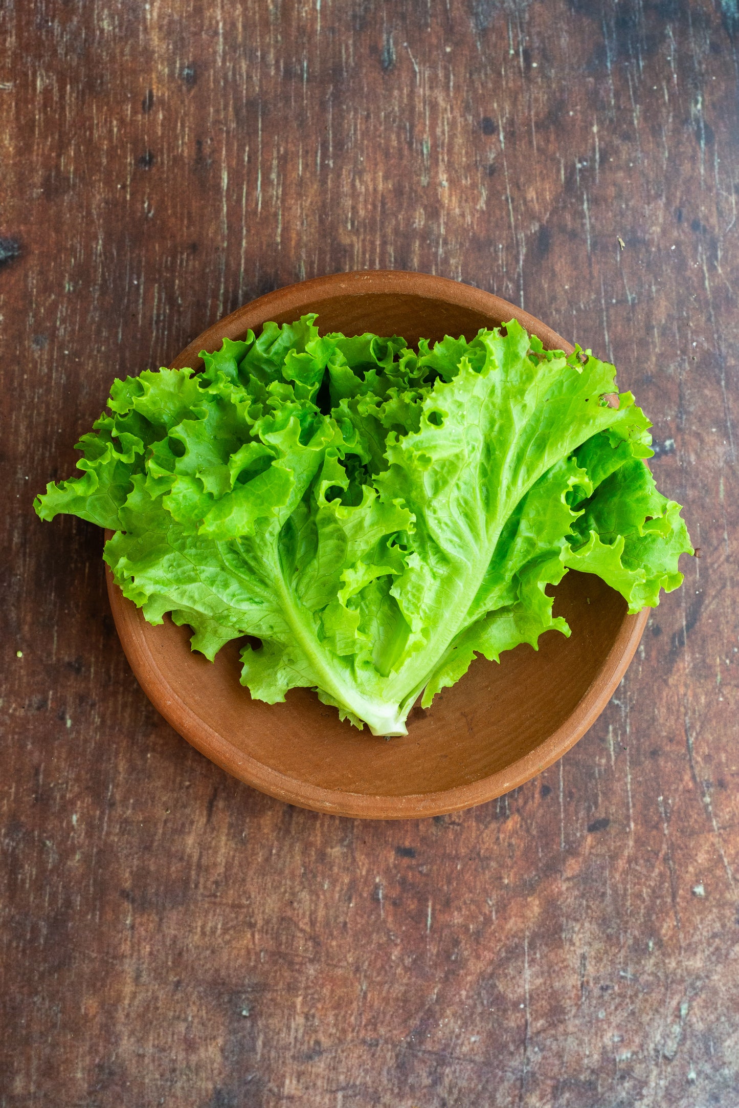 Lettuce - Lollo Bionda - Frilled Green Leaf
