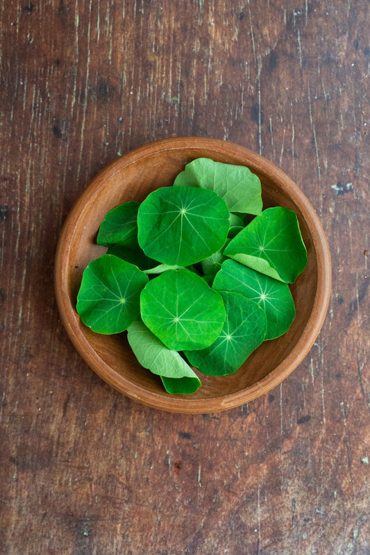 Nasturtium Leaf