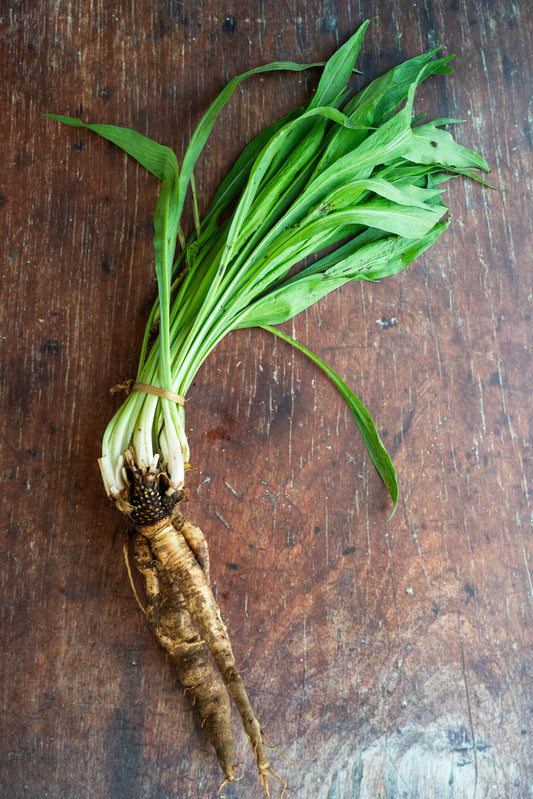 Salsify - Scorzobianca - White