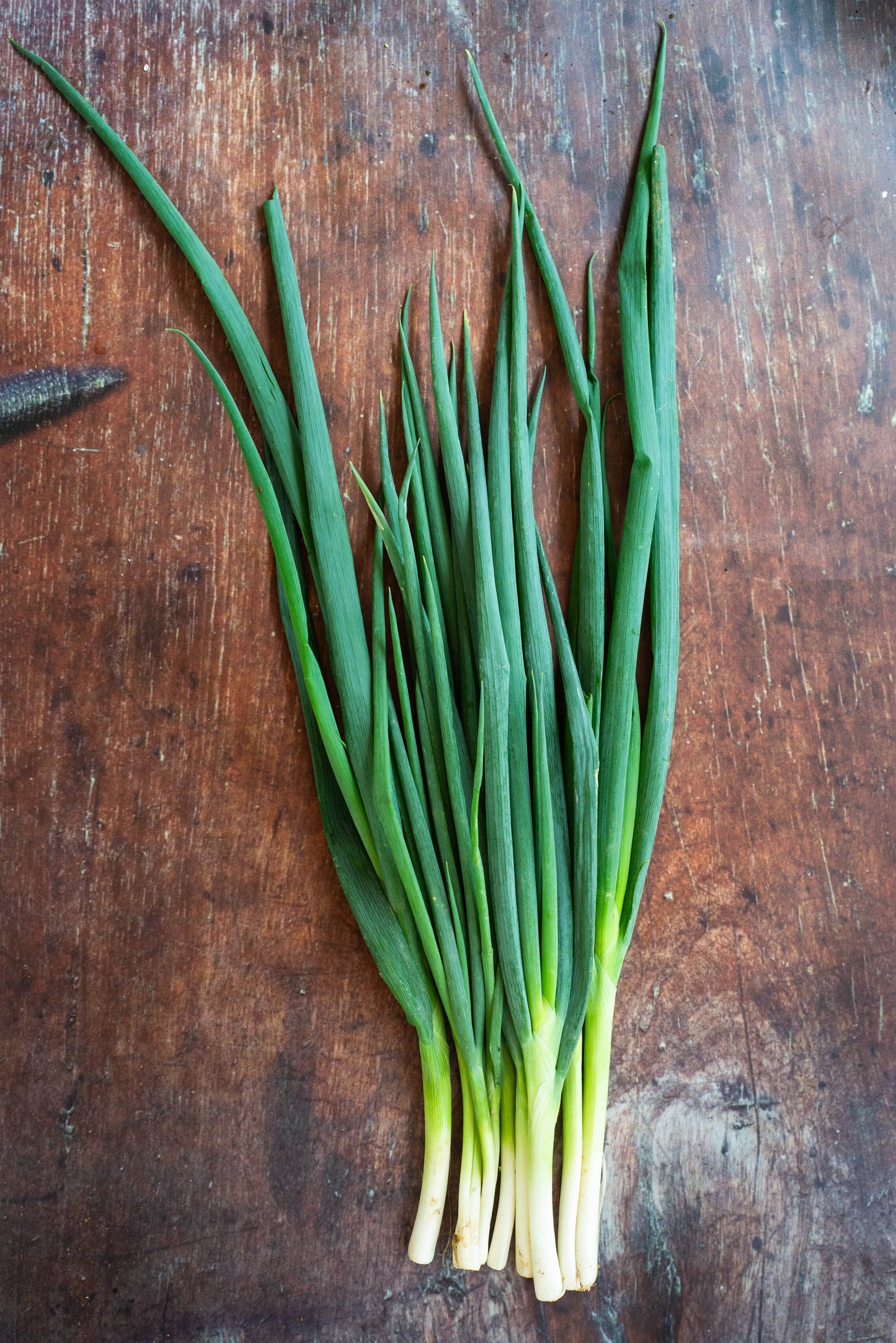 Onion Leaf - Bunching Onion