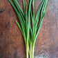 Onion Leaf - Leek