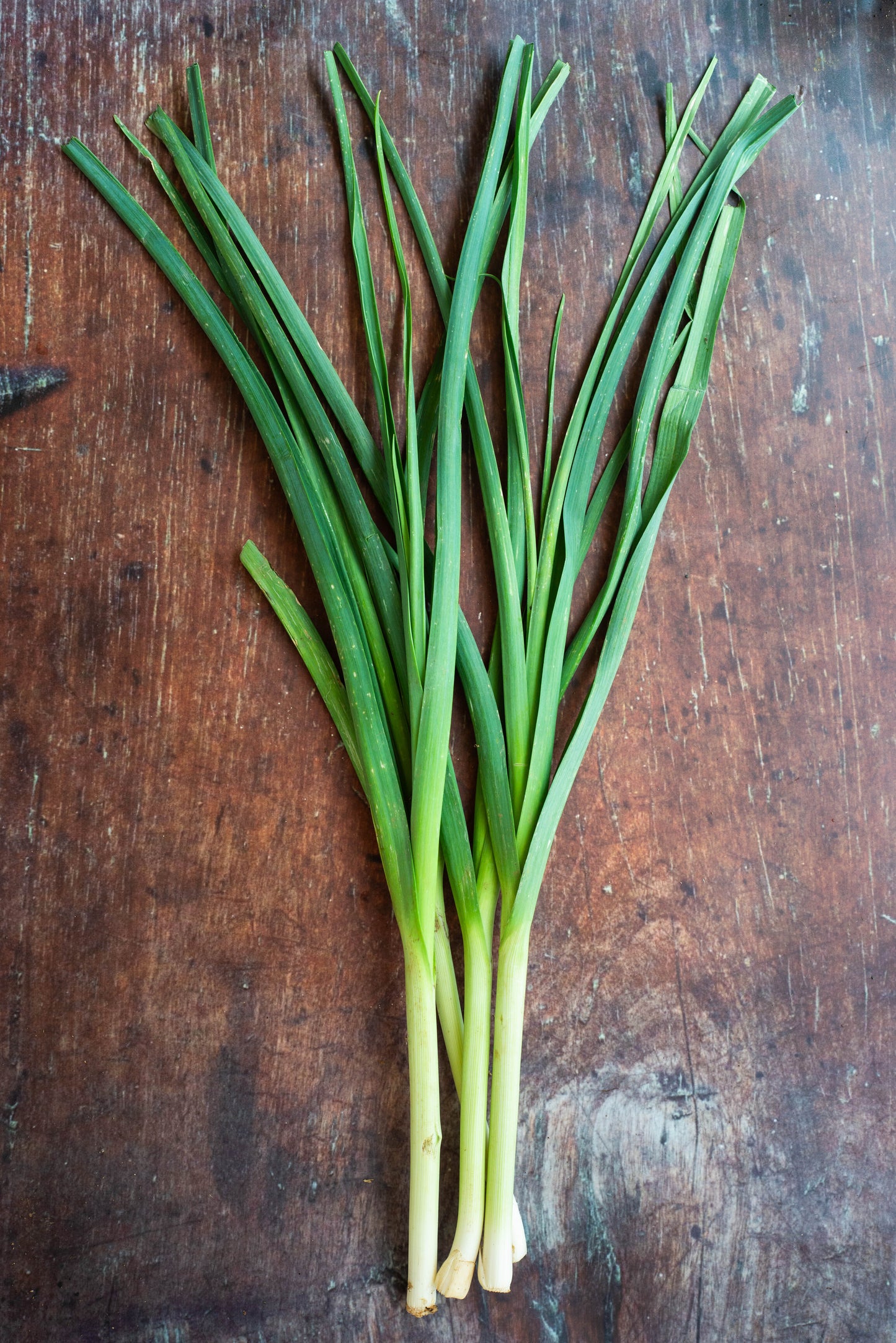 Onion Leaf - Leek