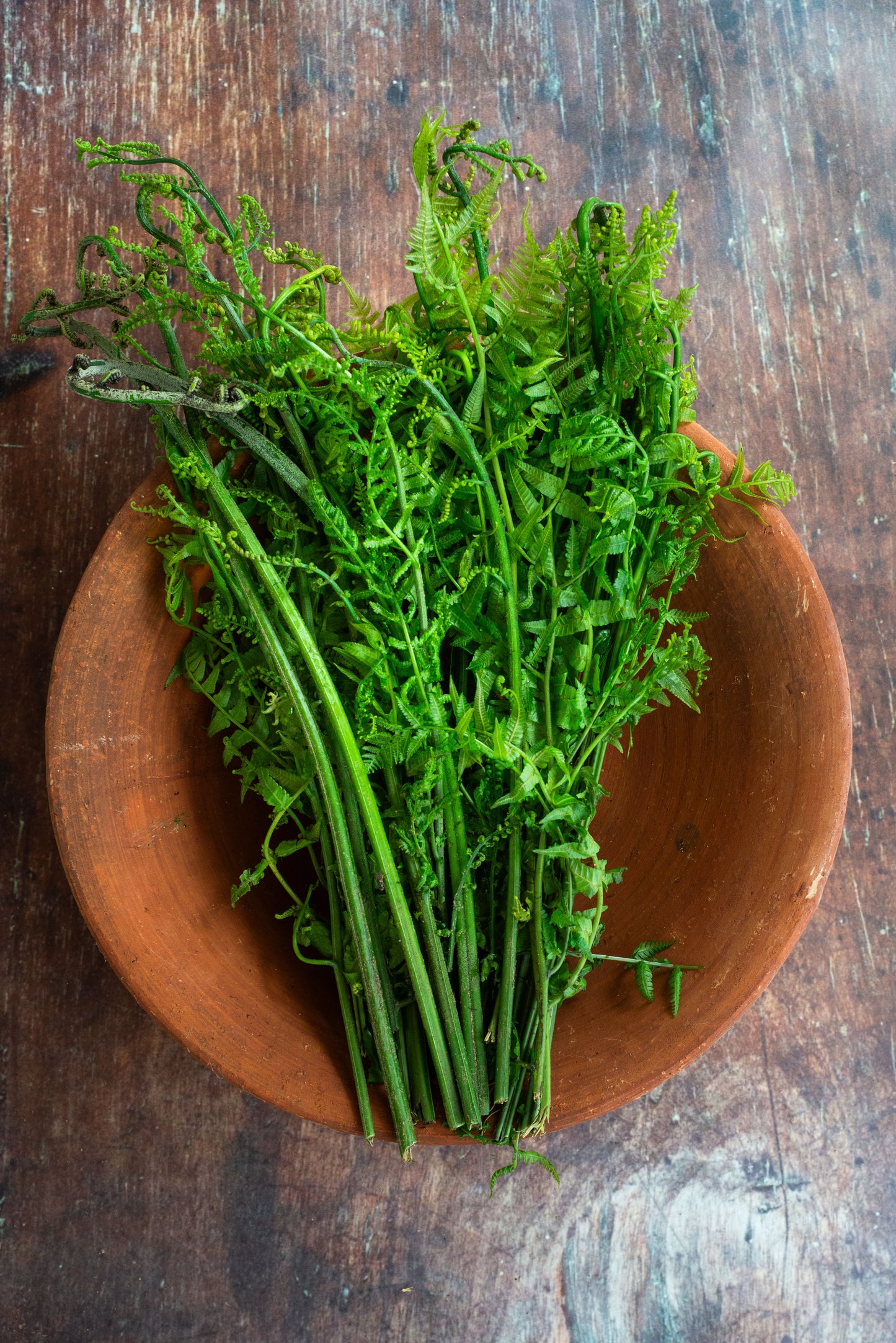 Fern Tips - Paku - Pakis