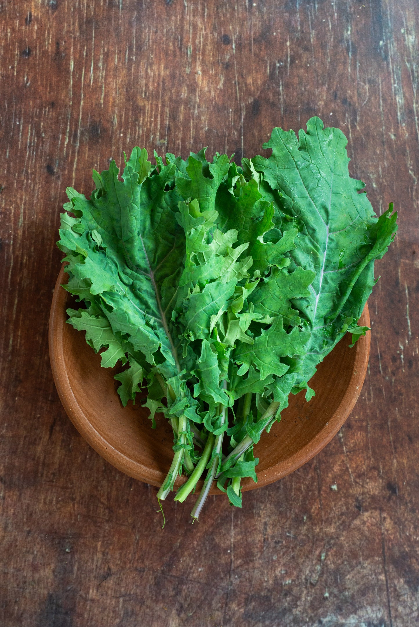 Kale - Red Russian