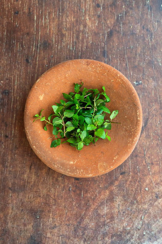 Oregano - Dark Green