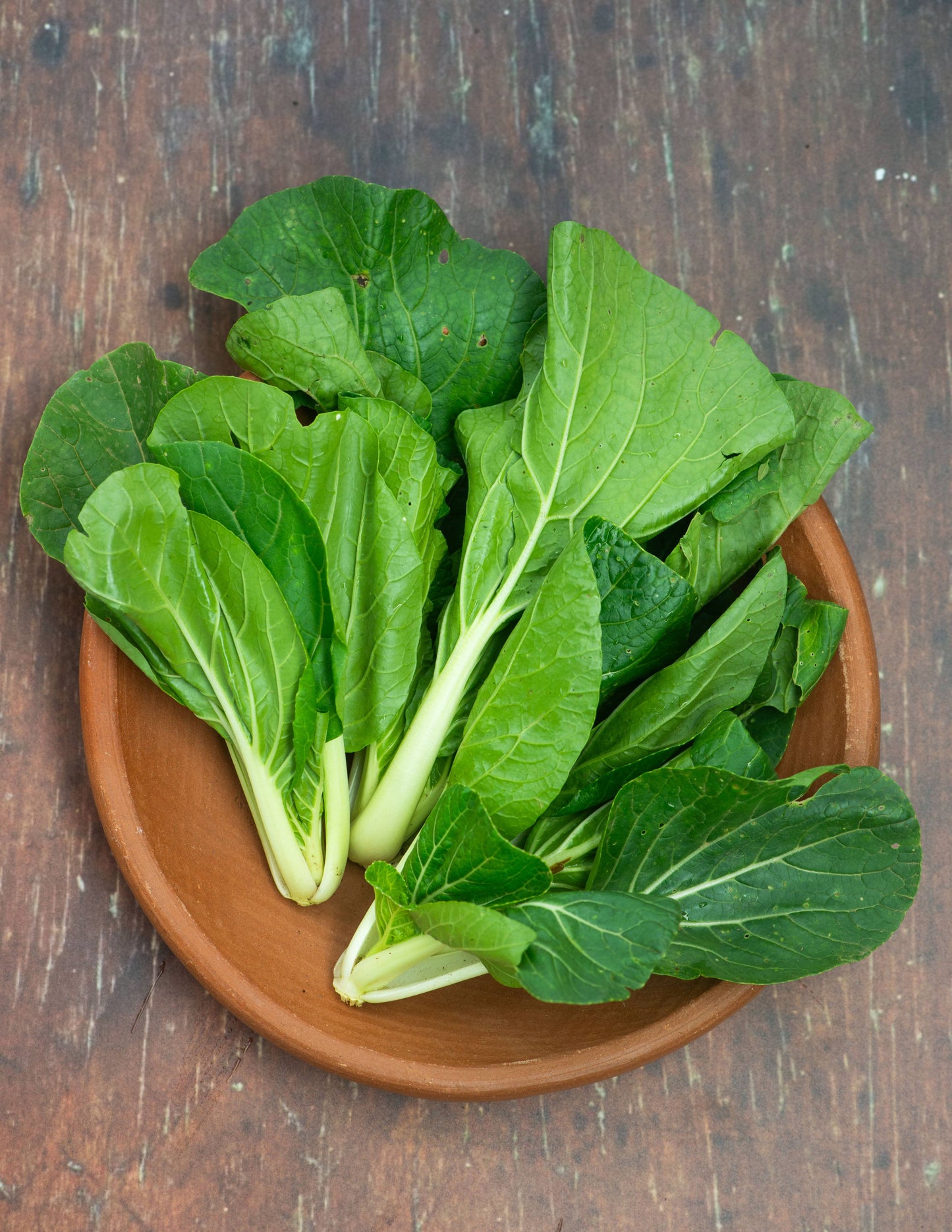Bok Choy, Cantonese / White Stem