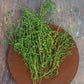 Thyme - Summer