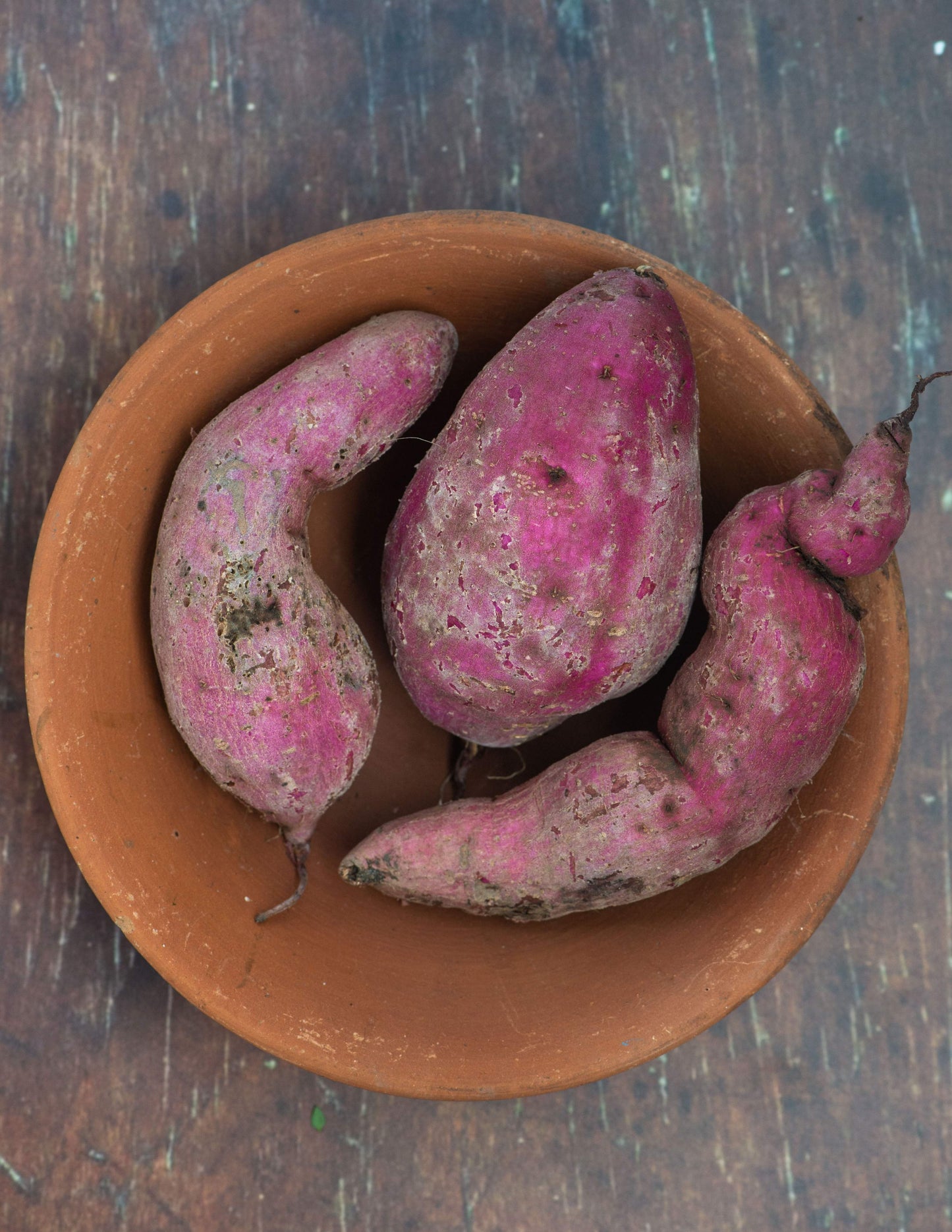 Sweet Potato