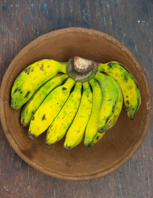 Plantain, Latundan Banana (Pisang Raja) - 1 Fan
