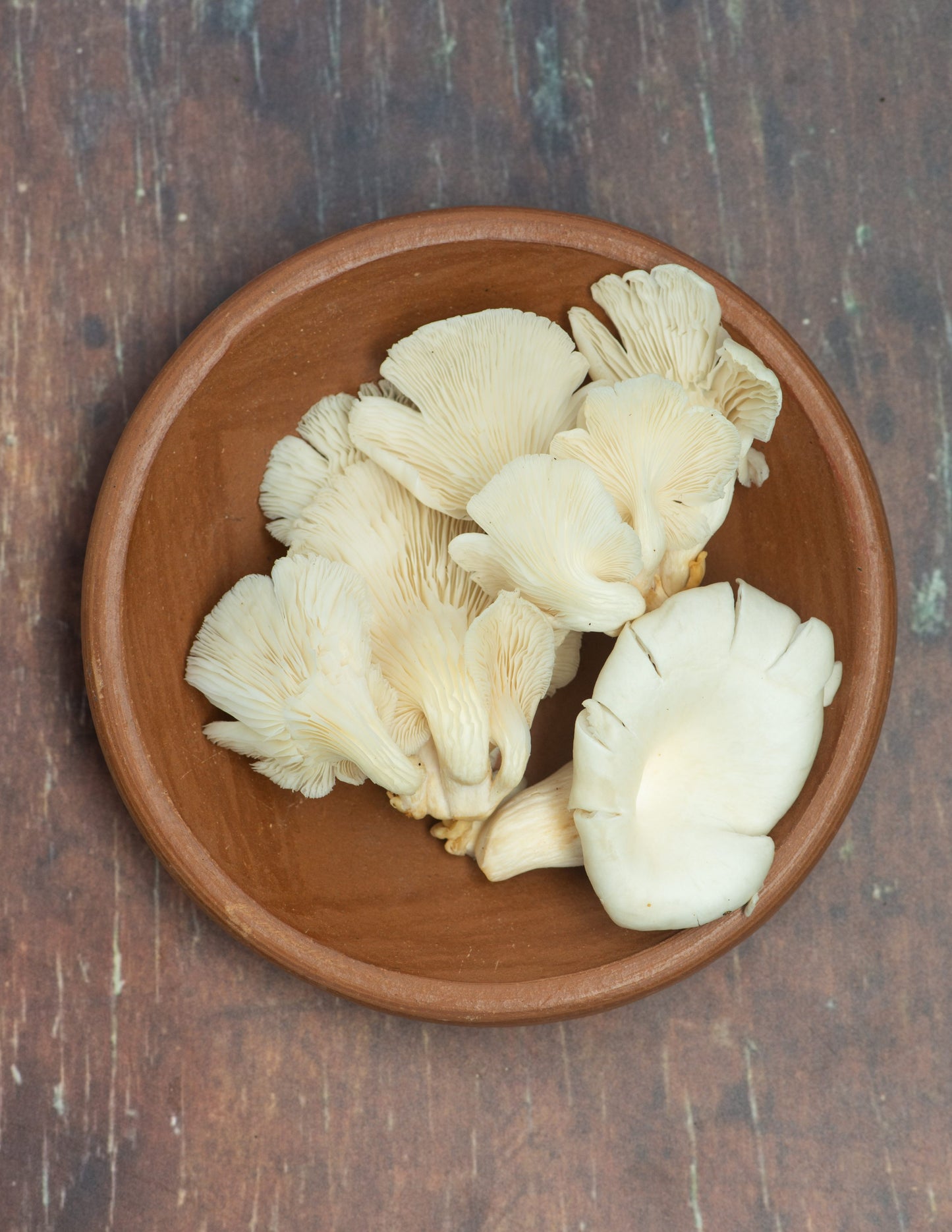 Mushroom - Oyster