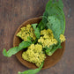 Cauliflower