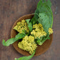 Cauliflower, Sprouting - Caulilini