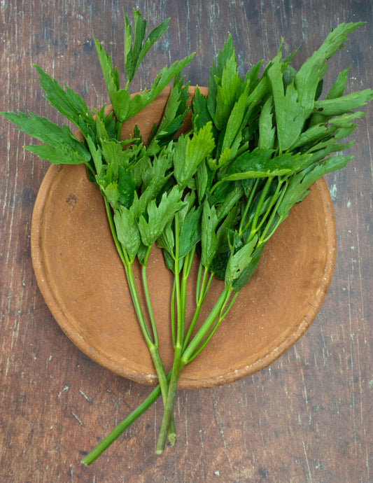 Lovage