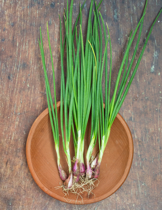 Onion, Scallion