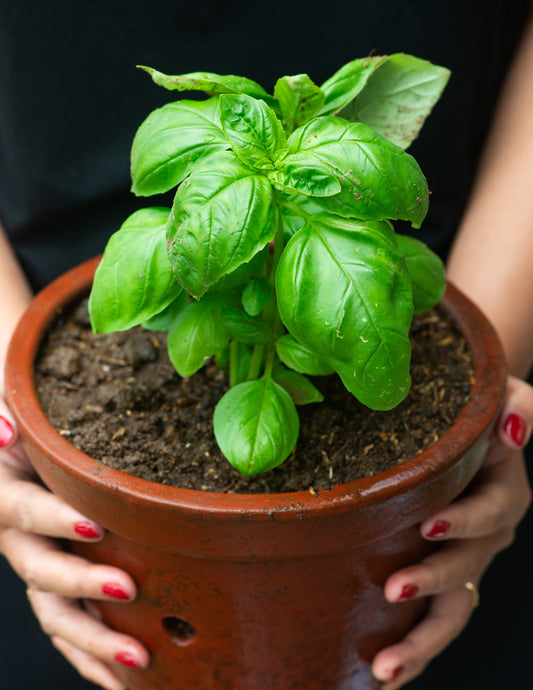 Herbs - Living Plants Small