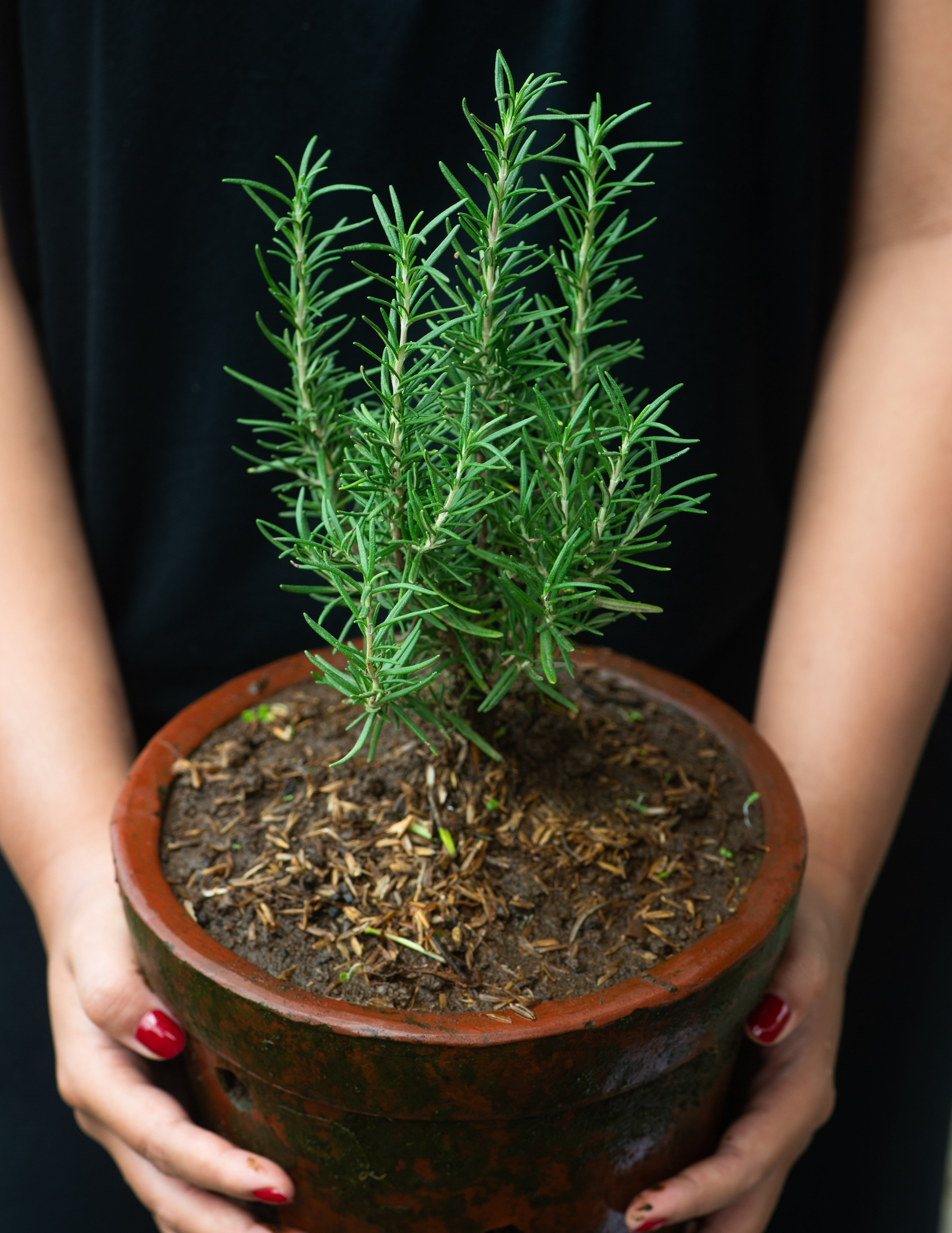 Life Root Herbs - Living Plants x 4 – ISLAND ORGANICS BALI