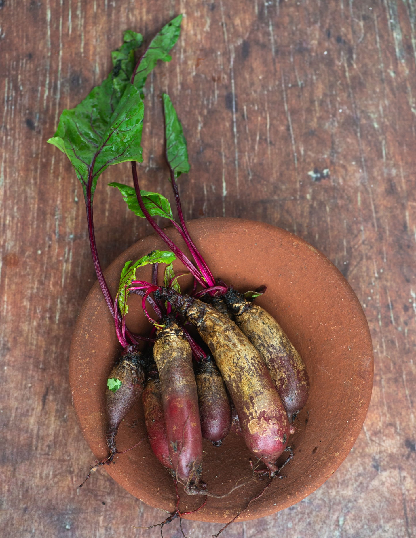 Beetroot - Deep Red Cylindrical Root