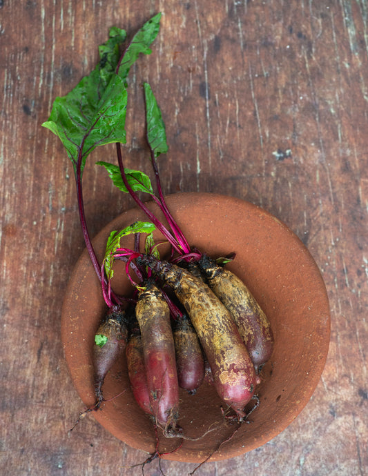 Beetroot, Red Cylindra