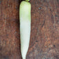 Radish, White / Daikon