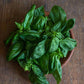 Basil, Sweet Italian