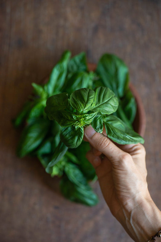 Basil, Sweet Italian