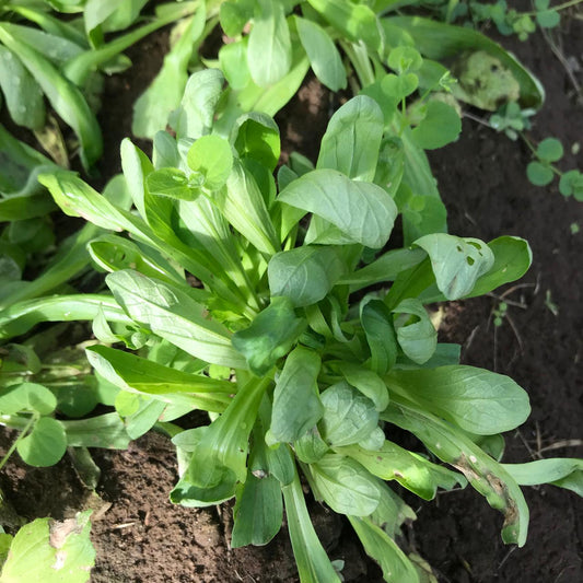 Lettuce, Mache (Corn Salad)