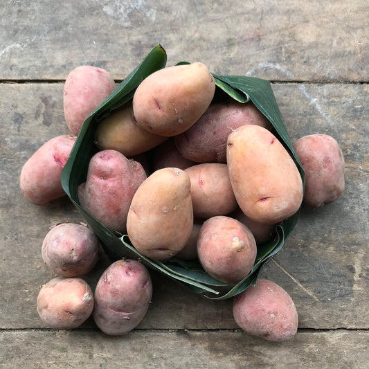 Potato, Red