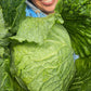 Cabbage, Savoy