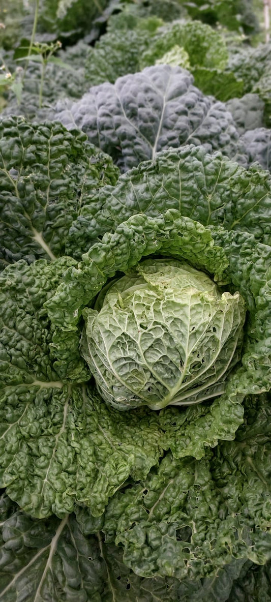Cabbage, Savoy