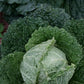 Cabbage, Savoy